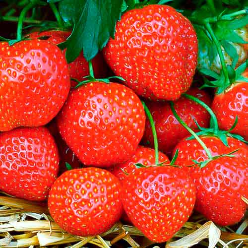 Erdbeeren Fernando interface.art Bild 1 Erdbeeren Fernando interface.image 1 interface.art 5195