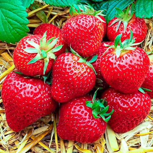 Erdbeeren Florence interface.image 1 interface.art 5400