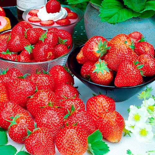 Erdbeeren Francesca interface.image 1 interface.art 5196