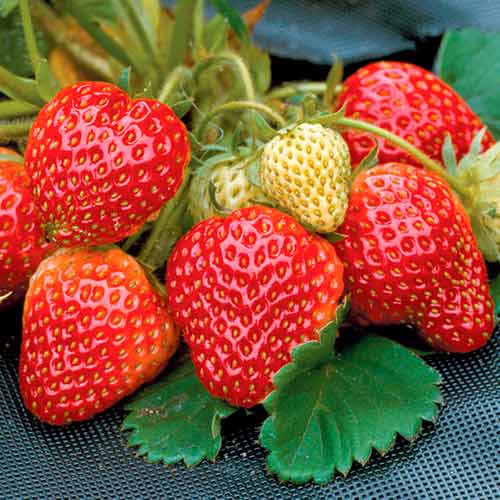 Erdbeeren Honeoye interface.image 1 interface.art 5402