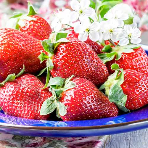 Erdbeeren Korona interface.image 1 interface.art 15831