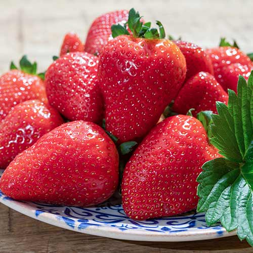 Erdbeeren Lambada interface.image 1 interface.art 5405