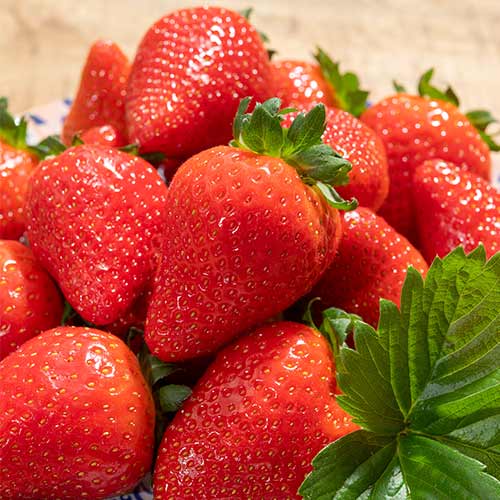 Erdbeeren Lola interface.image 1 interface.art 5199