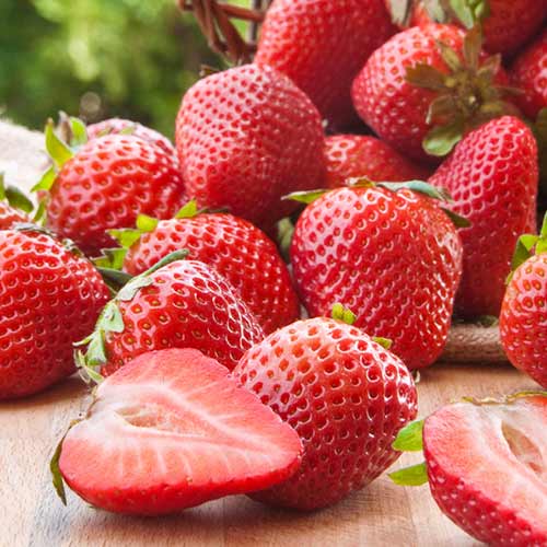 Erdbeeren Malling Centenary interface.image 1 interface.art 1584_1