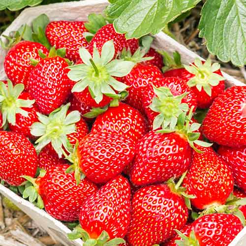 Erdbeeren Portola interface.image 1 interface.art 5410