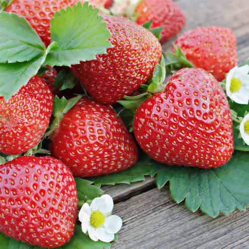 Erdbeeren Renaissance interface.art Bild 1 Erdbeeren Renaissance interface.image 1 interface.art 5201