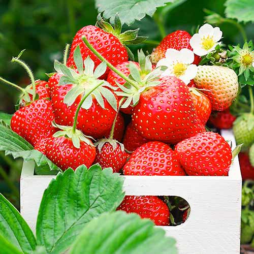 Erdbeeren Romina interface.image 1 interface.art 1585_1