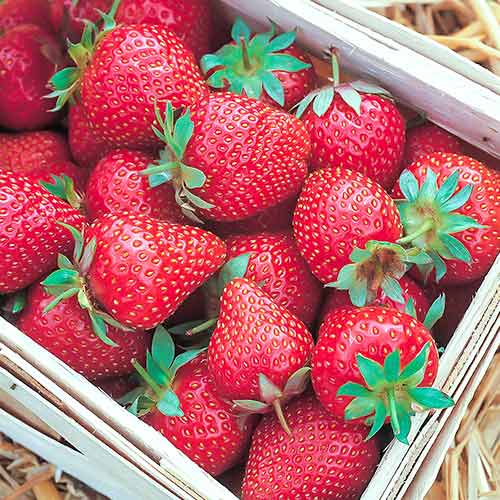 Erdbeeren Symphony interface.image 1 interface.art 5204