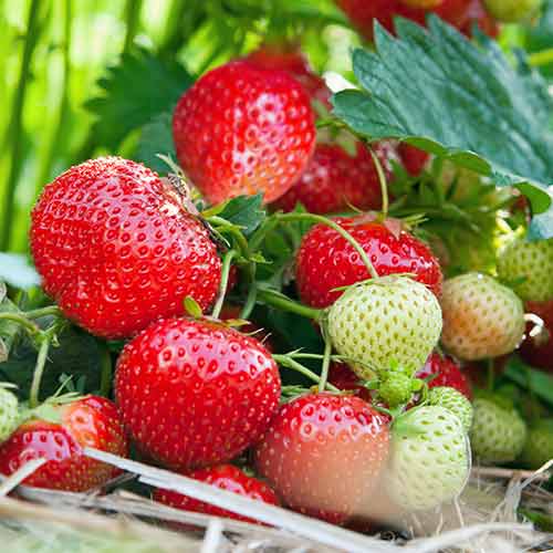 Erdbeeren Vima Tarda interface.image 1 interface.art 5414