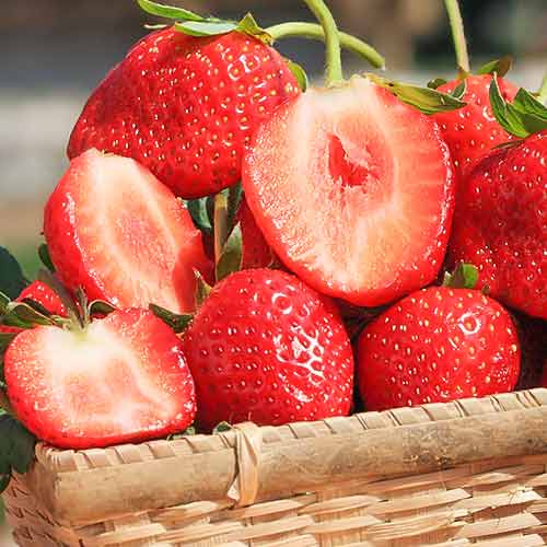 Erdbeeren Vima Zanta interface.image 1 interface.art 5415