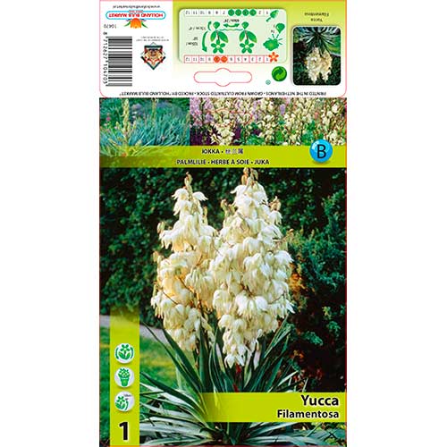 Fädige Palmlilie (Yucca Filamentosa) interface.art Bild 1 Fädige Palmlilie (Yucca Filamentosa) interface.image 1 interface.art 76366