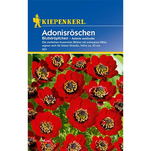 Adonisröschen Blutströpfchen interface.image 1 interface.art 77396