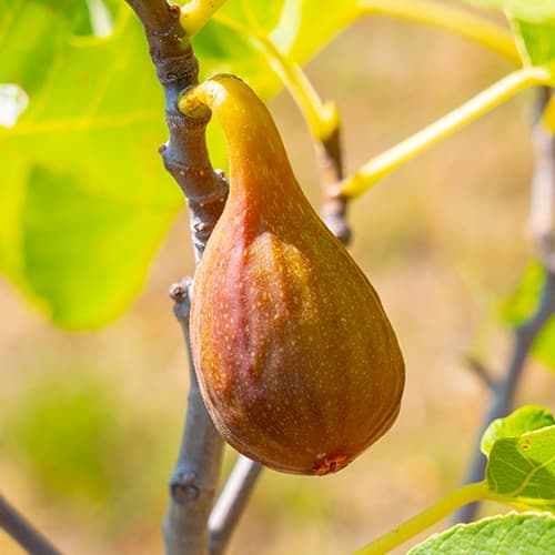 Feigenbaum Francesco, С2 interface.image 1 interface.art 5454