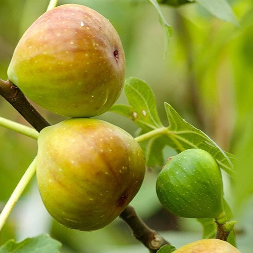 Feigenbaum Gentile Bianco, С2 interface.image 1 interface.art 5184