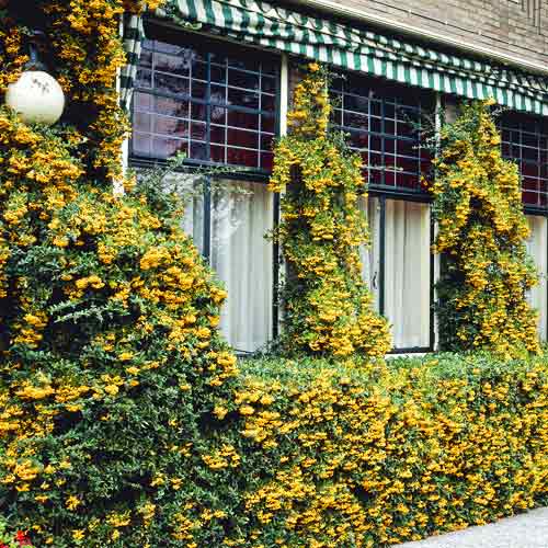 Feuerdorn Golden Charmer, C3 interface.image 1 interface.art 7727