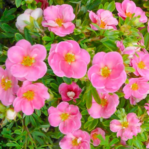 Fingerstrauch Bellissima interface.image 1 interface.art 5620