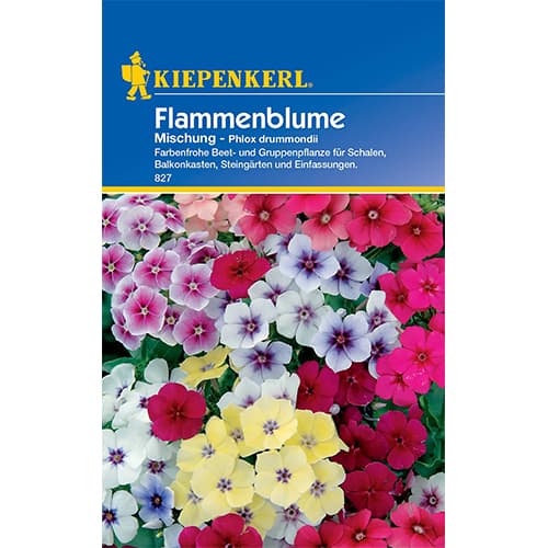 Flammenblume Mischung Kiepenkerl interface.art Bild 1 Flammenblume Mischung Kiepenkerl interface.image 1 interface.art 50059