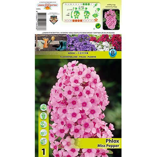 Flammenblume Miss Pepper interface.art Bild 1 Flammenblume Miss Pepper interface.image 1 interface.art 70446