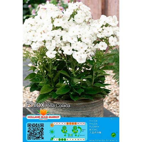 Flammenblume Pina Colada interface.image 1 interface.art 76492