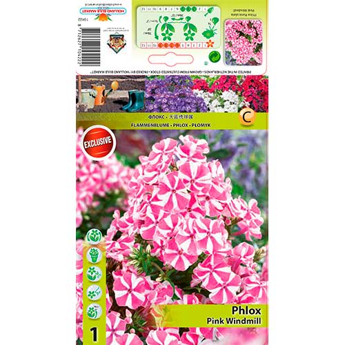 Flammenblume Pink Windmill interface.art Bild 1 Flammenblume Pink Windmill interface.image 1 interface.art 76348