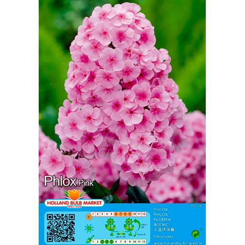 Flammenblume Pink interface.art Bild 1 Flammenblume Pink interface.image 1 interface.art 76493