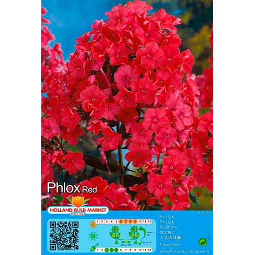 Flammenblume Red interface.art Bild 1 Flammenblume Red interface.image 1 interface.art 76494