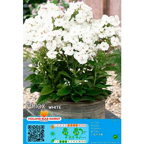 Flammenblume White interface.art Bild 1 Flammenblume White interface.image 1 interface.art 76496