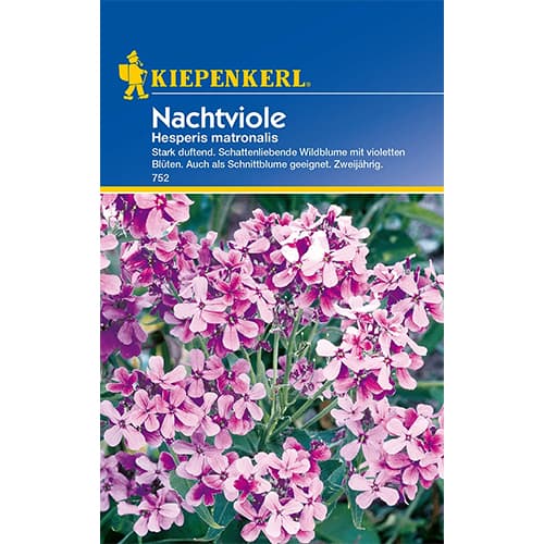 Nachtviole interface.art Bild 1 Nachtviole interface.image 1 interface.art 77437