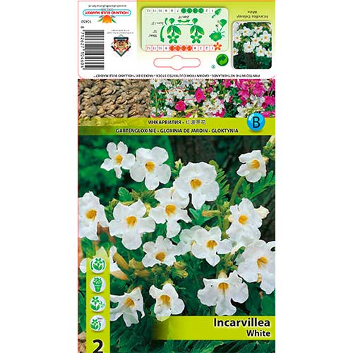 Freilandgloxinie Delavayi White interface.art Bild 1 Freilandgloxinie Delavayi White interface.image 1 interface.art 76281