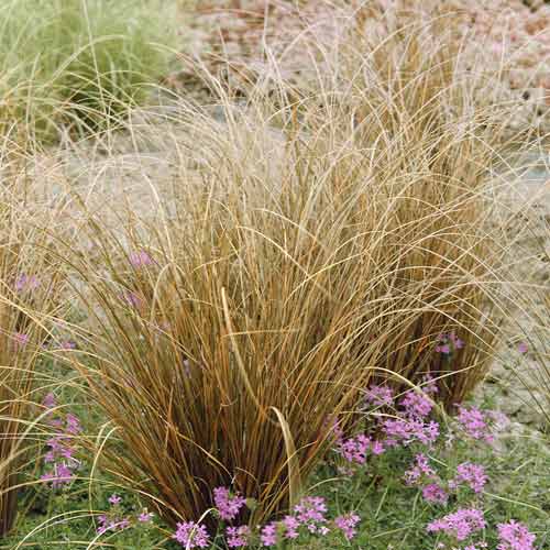 Fuchsrote Neuseeland Segge Red Rooster PBR, C3 interface.art Bild 1 Fuchsrote Neuseeland Segge Red Rooster PBR, C3 interface.image 1 interface.art 8519