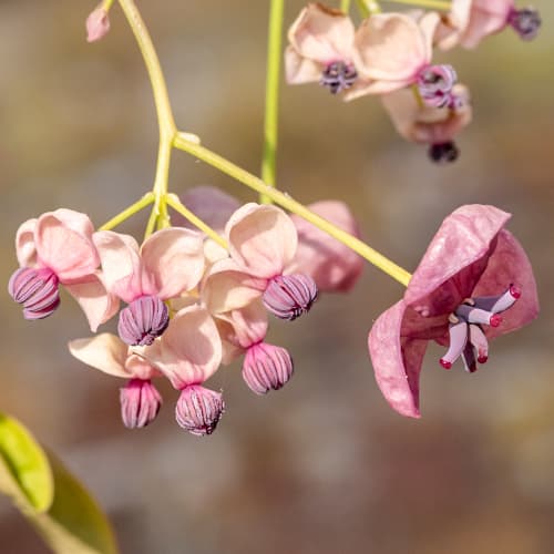 Fünfblättrige Akebie Silver Bell's, С2 interface.image 1 interface.art 5451