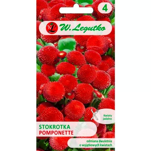 Gänseblümchen Gefüllte weiß Legutko interface.image 1 interface.art 78616