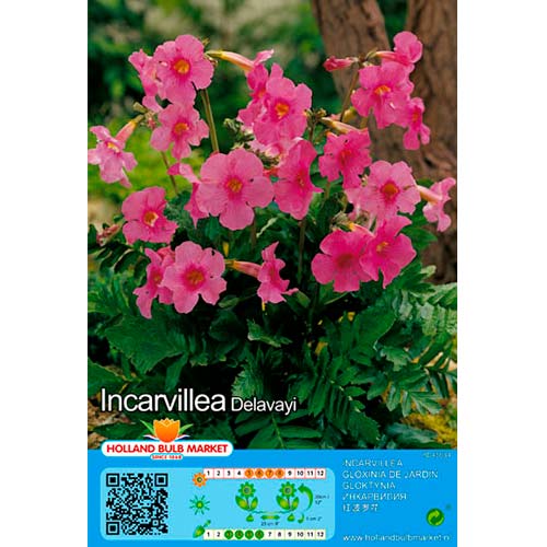 Garten-Gloxinie Delavayi interface.art Bild 1 Garten-Gloxinie Delavayi interface.image 1 interface.art 76462
