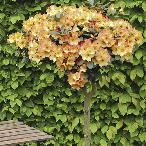 Gartenazalee Goldtopas, С6 interface.art Bild 1 Gartenazalee Goldtopas, С6 interface.image 1 interface.art 7711