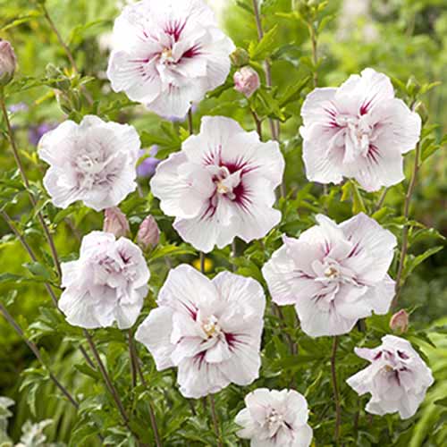 Garteneibisch (Hibiscus) China Chiffon® interface.image 1 interface.art 77811