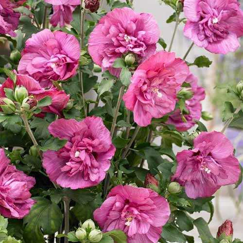 Garteneibisch (Hibiscus) Magenta Chiffon interface.image 1 interface.art 76643