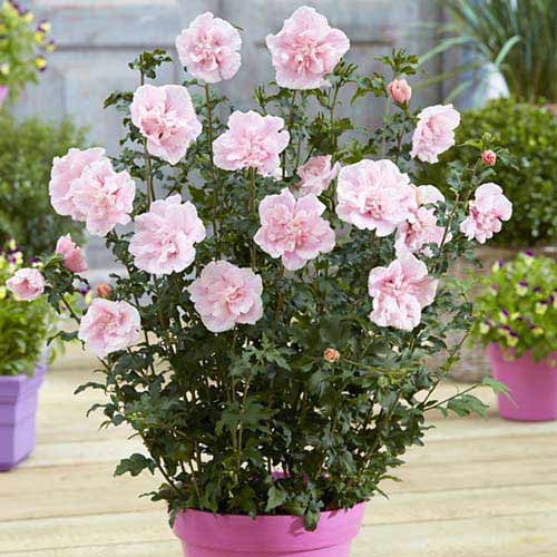 Garteneibisch (Hibiscus) Pink Chiffon interface.image 1 interface.art 76644