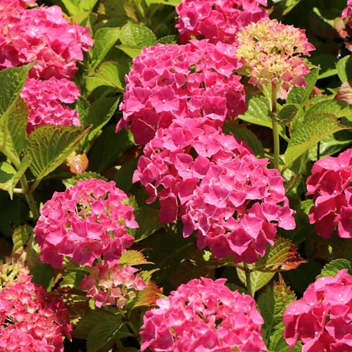 Gartenhortensie Alpenglühen, C2 interface.art Bild 1 Gartenhortensie Alpenglühen, C2 interface.image 1 interface.art 4444