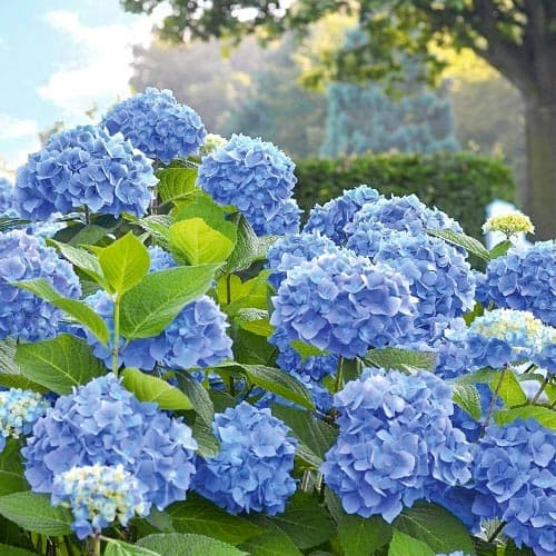 Gartenhortensie Blue Bodensee interface.art Bild 1 Gartenhortensie Blue Bodensee interface.image 1 interface.art 9028