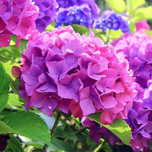 Gartenhortensie Hamburg, P9 interface.art Bild 1 Gartenhortensie Hamburg, P9 interface.image 1 interface.art 9566