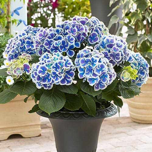 Gartenhortensie (Hydrangea) Bicolor Blue-White interface.art Bild 1 Gartenhortensie (Hydrangea) Bicolor Blue-White interface.image 1 interface.art 76695