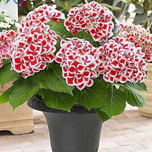 Gartenhortensie (Hydrangea) Bicolor Red-White interface.art Bild 1 Gartenhortensie (Hydrangea) Bicolor Red-White interface.image 1 interface.art 76696