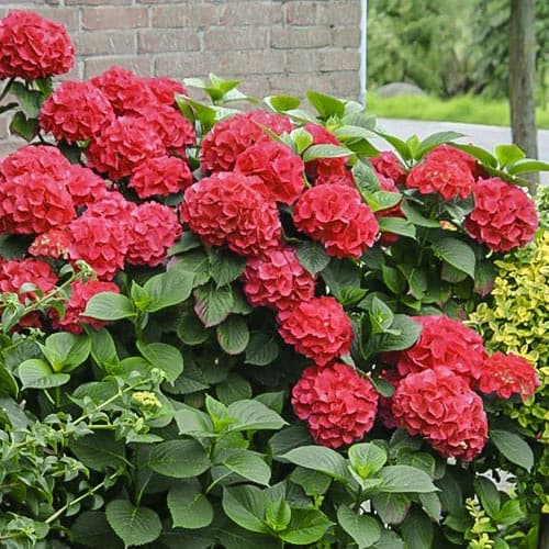 Gartenhortensie Red Miss Hepburn, P9 interface.art Bild 1 Gartenhortensie Red Miss Hepburn, P9 interface.image 1 interface.art 9032
