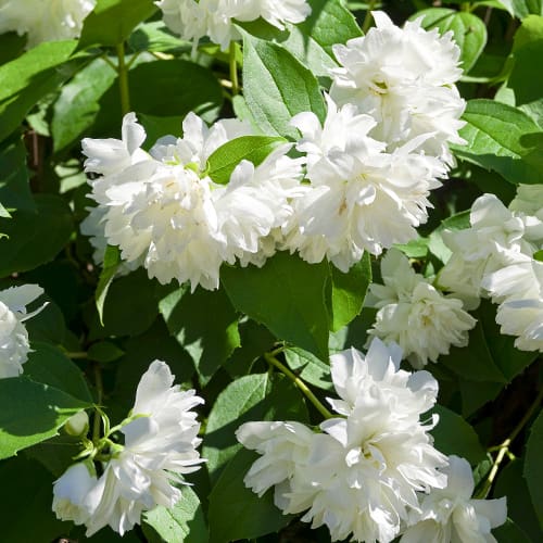 Gartenjasmin Manteau d'Hermine interface.image 1 interface.art 2038