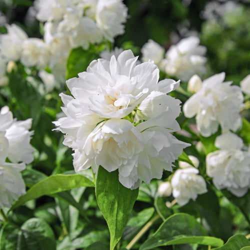 Gartenjasmin Minesota Snowflake interface.image 1 interface.art 2039