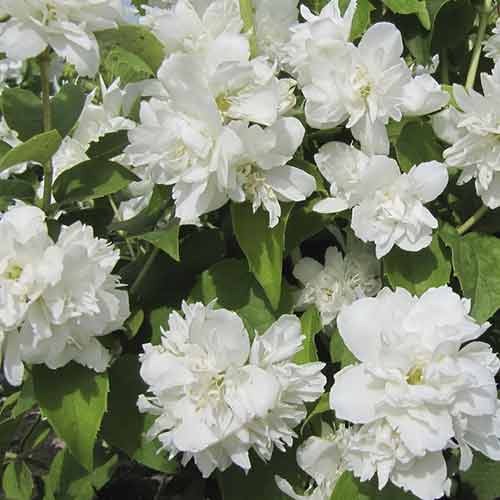 Gartenjasmin Schneesturm, P9 interface.art Bild 1 Gartenjasmin Schneesturm, P9 interface.image 1 interface.art 4789