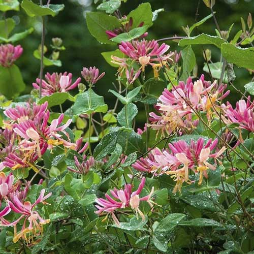 Geißschlinge Goldflame, С2 interface.image 1 interface.art 8231