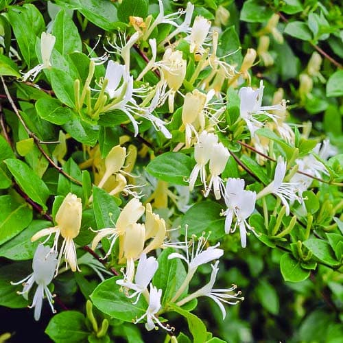 Geißschlinge Halls Prolific interface.image 1 interface.art 9179