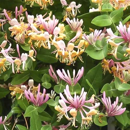 Geißschlinge Inga, С2 interface.art Bild 1 Geißschlinge Inga, С2 interface.image 1 interface.art 8228