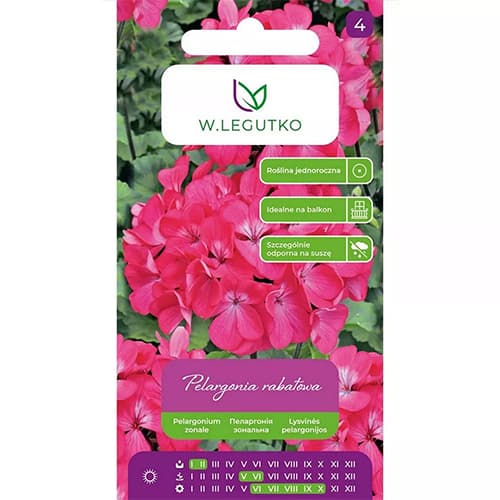 Geranie Gama F1 rosa interface.art Bild 1 Geranie Gama F1 rosa interface.image 1 interface.art 69621